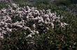 Ceanothus ramulosus fascicularis mixed with Arctostaphylos purissima  on Vandenberg