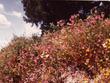 Clarkia speciosa on a hillside back in the 1970's