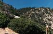 Arctostaphylos glauca at about 5000 ft. south of Lake of the Woods. - grid24_24