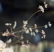 Saxifraga californica, California Saxifrage
