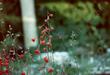 Delphinium nudicaule with hummingbird
