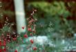 Delphinium nudicaule with hummingbird - grid24_24