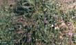 Antirrhinum kelloggii (syn. Neogaerrhinum strictum) Climbing Snapdragon in a group. - grid24_24