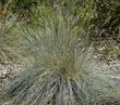 Festuca idahoensis, Idaho Fescue, is adaptable, and grows in sun or shade.