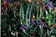 Deep Blue Iris douglasiana - grid24_24