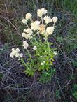 Pseudognaphalium biolettii (Gnaphalium bicolor), Bioletti's rabbit-tobacco. or twocolor cudweed courtesy of Jerry Baker