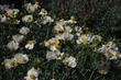 Romneya coulteri Matilija Poppy