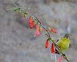 Penstemon eatonii (Eaton's penstemon, Eaton penstemon) - grid24_24