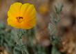 A native bee in a California Poppy.