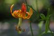  Lilium pardalinum Panther lily and Leopard Lily