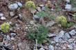 Lace Parsnip, Lomatium dasycarpum - grid24_24