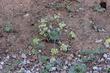 Woolly-fruited Lomatium,  	Lomatium dasycarpum is a larval plant of Anise Swallowtail. - grid24_24