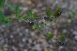 Psoralea macrostachya, Leather Root