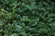  Psoralea orbicularis, Giant Clover.