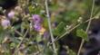  Malacothamnus fasciculatus,  Bush mallow or Chaparral Mallow.