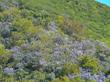  Ceanothus sorediatus 