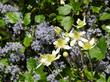 Ceanothus sorediatus  mixed with Clematis lasiantha