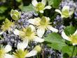 Chaparral Clematis climbs on Ceanothus sorediatus - grid24_24