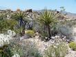 Desert Sunflowe, iguiera deltoidea  - grid24_24