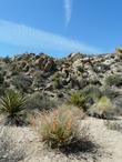 Sphaeralcea ambigua out in Joshua Tree Woodland. - grid24_24