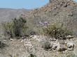Desert Trumpet., Desert Aster and Desert Mallow out in the desert. - grid24_24