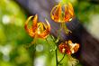  Lilium humboldtii bloomerianum, Humboldt Lily.