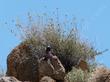 viguiera deltoidea, Desert sunflower and a Chuckwalla - grid24_24