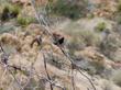 Phainopepla on a  Creosote Bush, Larrea tridentata. 