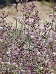 Salazaria mexicana, Bladder sage has interesting flowers - grid24_24