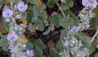  Malacothamnus marrubioides, Pink flowered Bushmallow.