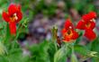  Mimulus cardinalis, Scarlet Monkey Flower.