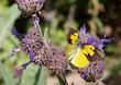 Dog Face Butterfly on Salvia Pozo Blue