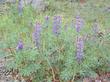 Lupinus succulentus Arroyo Lupine.is an annual - grid24_24
