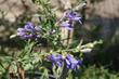  Penstemon laetus, Gay Penstemon