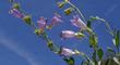  Penstemon speciosus, Sagebrush Penstemon.