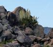 Yucca schidigera, Mojave Yucca in the desert - grid24_24