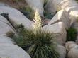 Mojave Yucca is native plant from Baja California to Nevada.