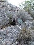 Dudleya pulverulenta, chalk dudleya, growing in the wild with Pellaea mucronata. - grid24_24