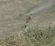 Western Meadowlark perches on an Atriplex canescens, Four winged salt bush - grid24_24