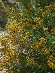 Viguiera laciniata, San Diego Sunflower has loads of yellow flowers - grid24_24