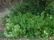 Canyon Sunflower, Venegasia carpesioides  grows under coast live oaks. - grid24_24