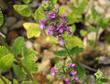 Stachys bullata, Hedge Nettle