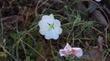 Oenothera californica, California Evening Primrose.