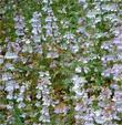 Here is a population of Collinsia heterophylla, Chinese Houses,east of the Santa Lucia mountains, California.  - grid24_24