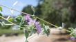 Monardella villosa, Coyote Mint