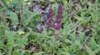 Salvia spathacea Topanga Los Angeles Hummingbird Sage. 