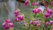 A short video of Chilopsis linearis, Desert Willow 