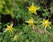 Aquilegia pubescens Sierra Columbine.