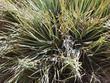 The leaves of Yucca whipplei caespitosa 