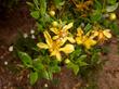 Larrea tridentata Creosote Bush and Chaparral.